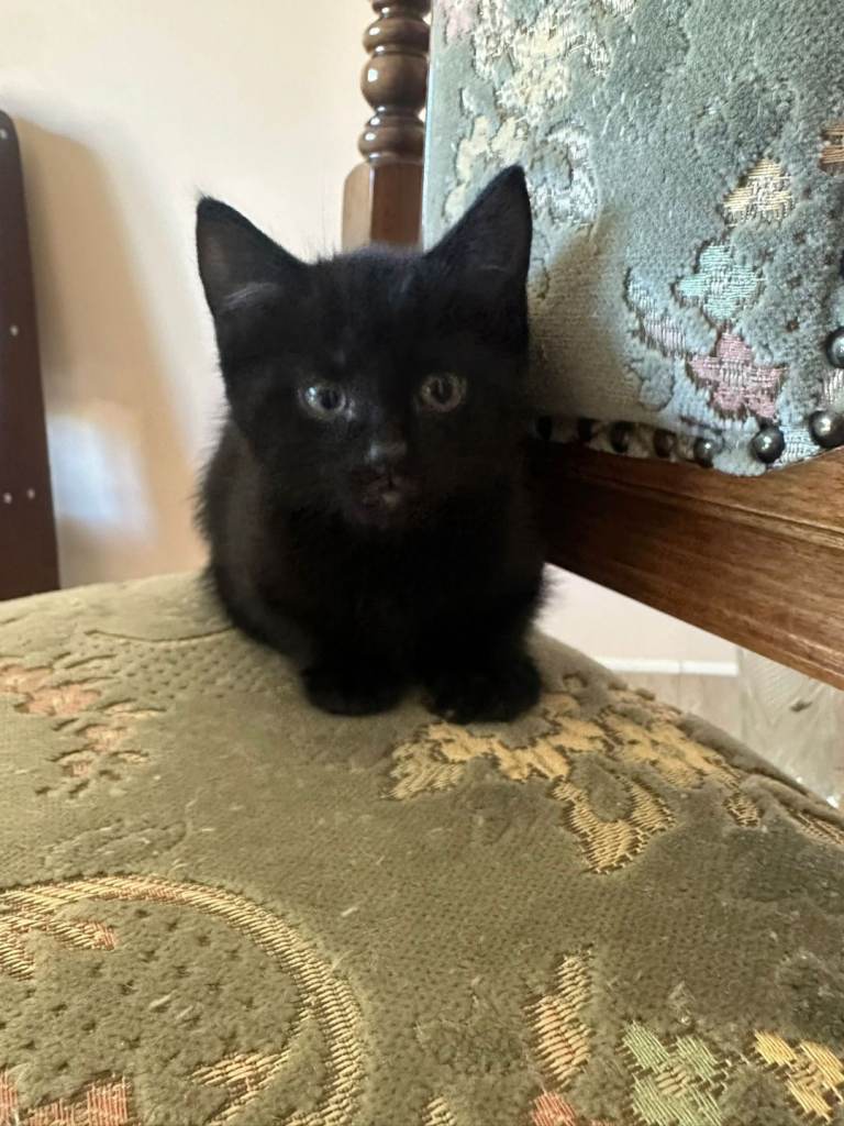 Adorable girl kitten 