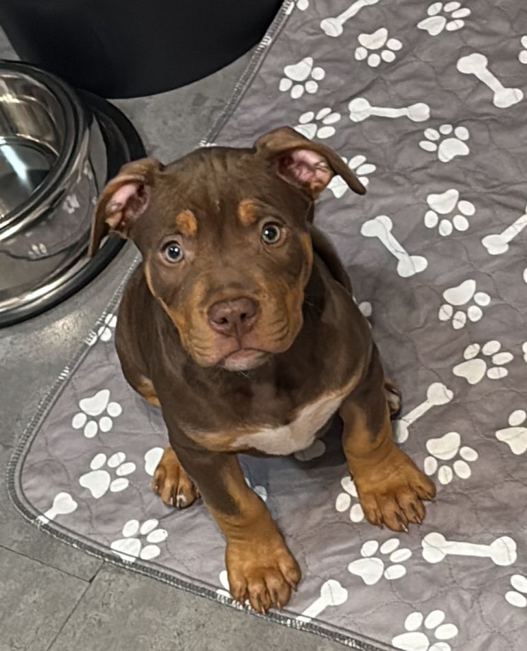 Tri chocolate staffy cross 