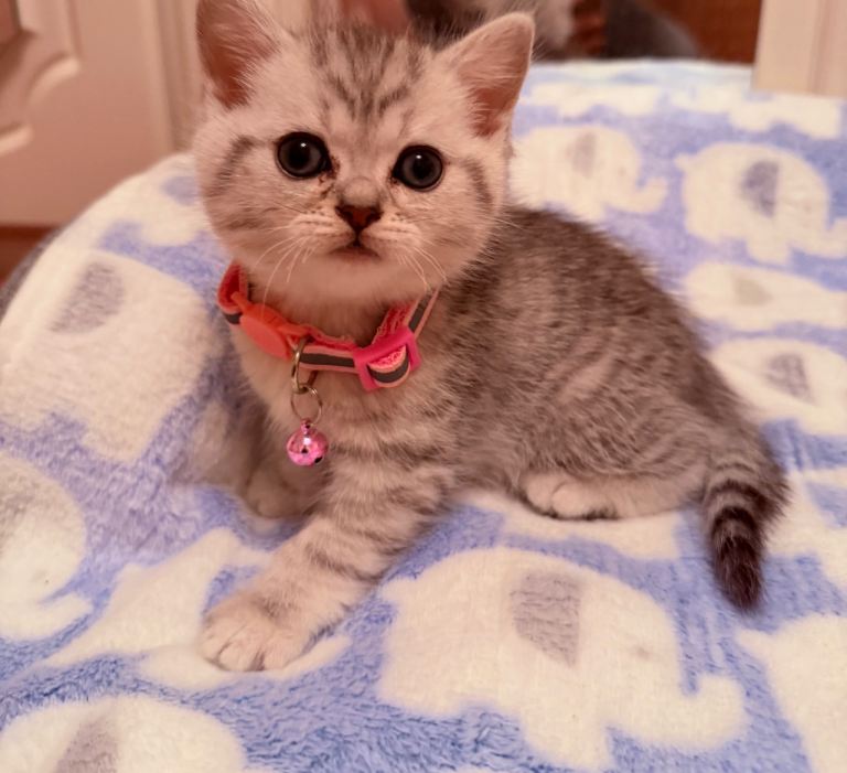 : British Shorthair Kittens – Champion Father (Pedigree)