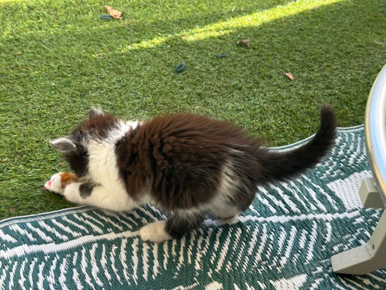 2 playful female kittens. Black kitten and black and white kitten