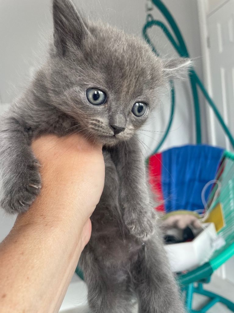 Gray kittens