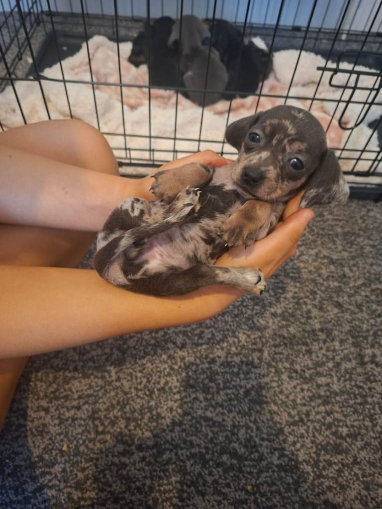Mini dachshund 5left 