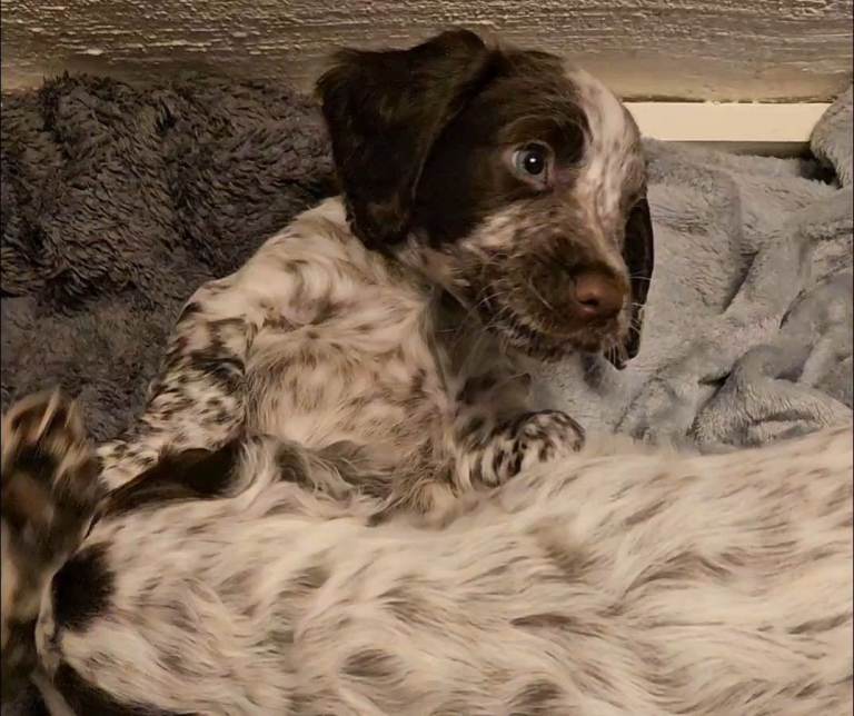 Cocker spaniel puppy 