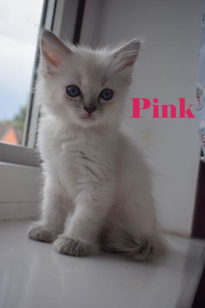 Beautiful Ragdoll × Maine Coon Kittens – Ready Now