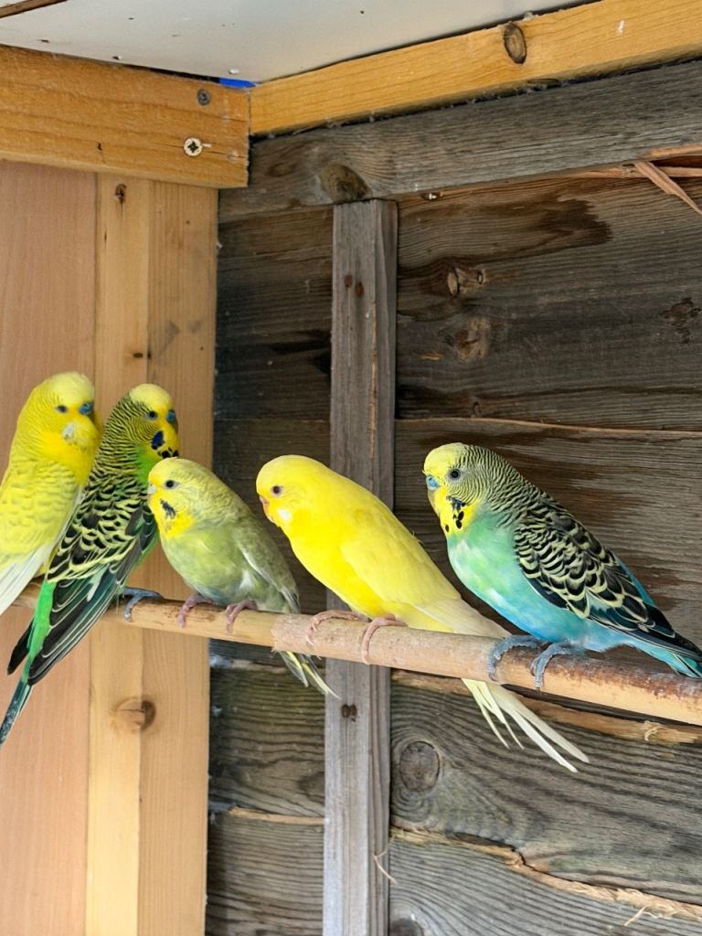 Budgies 