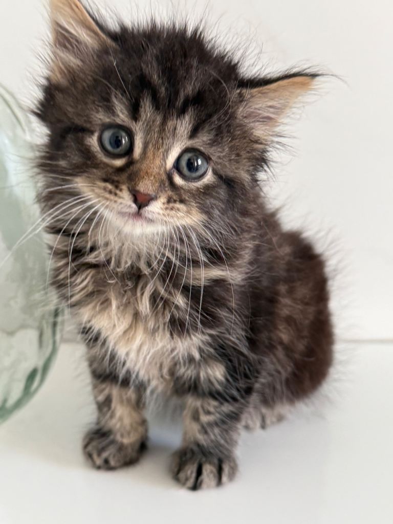 Mixed breed kitten for sale 