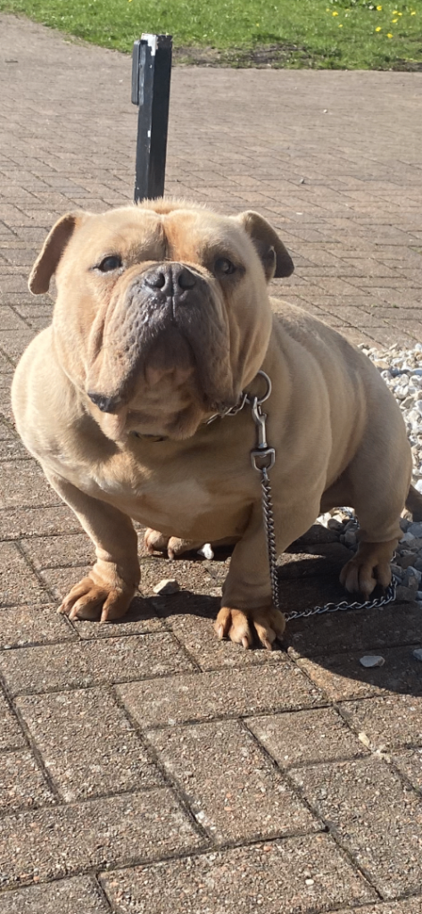 Female American Pocket Bulldog