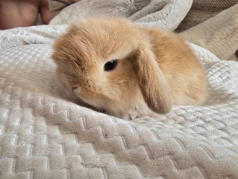 Baby bunnys & Benjamin Bunny