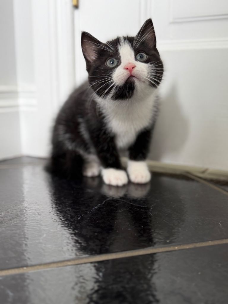 Female kittens