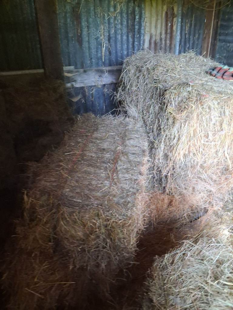 6 Hay bales,conventional size