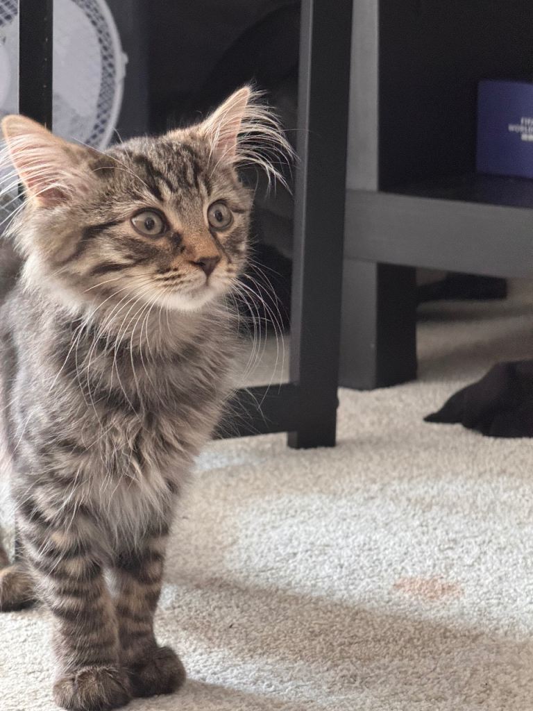 Cat Norwegian 