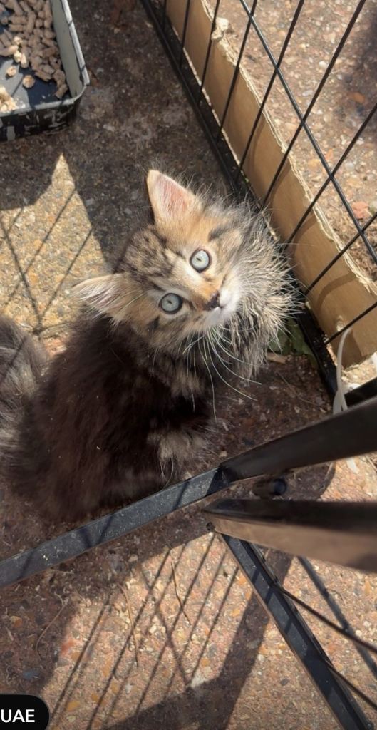 Kitten male and female 
