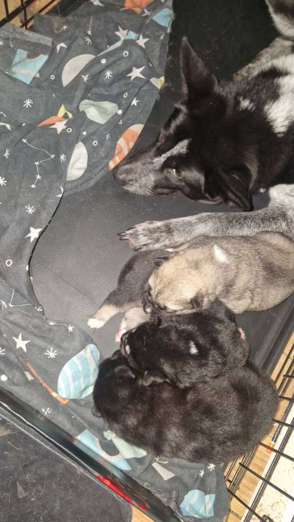 Beautiful Huskita puppies 