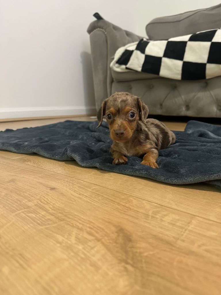 miniature dachshund 1 male 