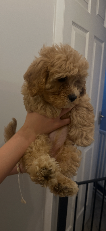 Cavachon bundle of fluff