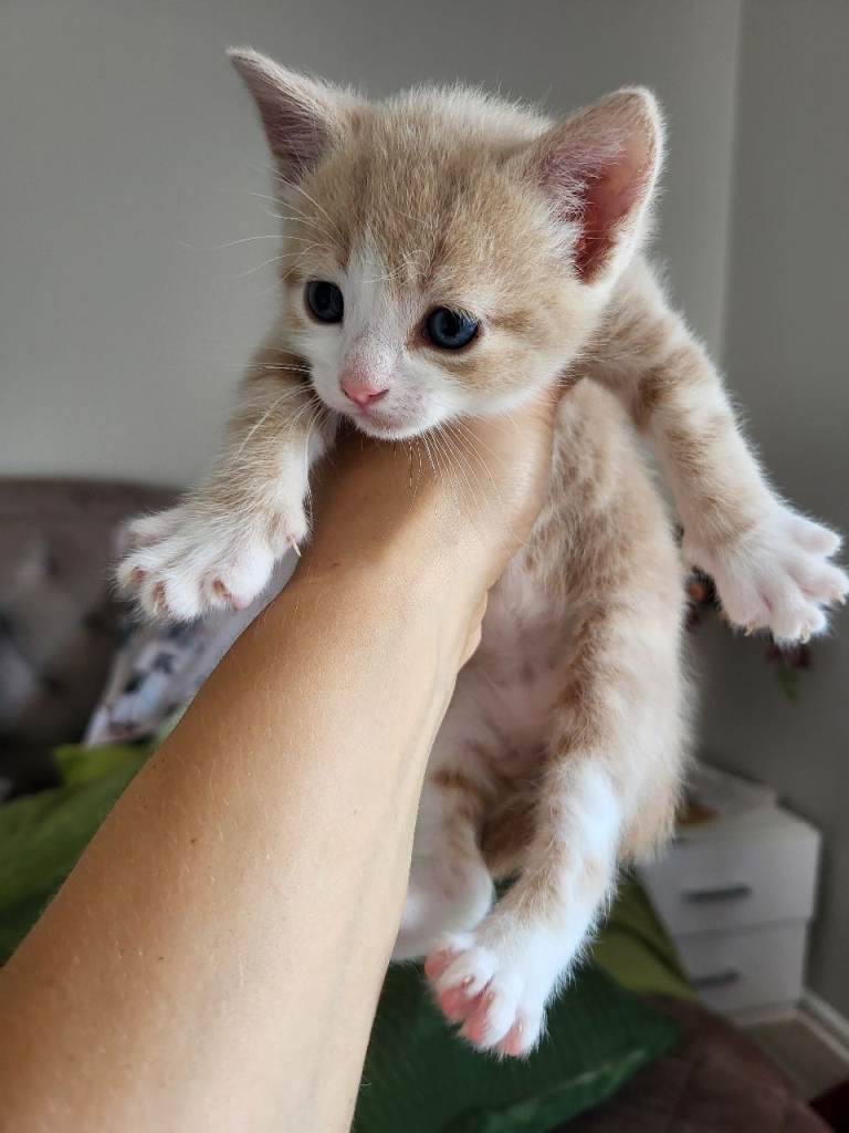 5 adorable kittens for sale