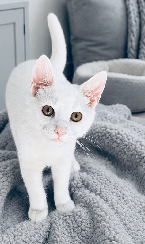 AVAILABLE ONE WHITE BOY KITTEN LOVING HOME ONLY