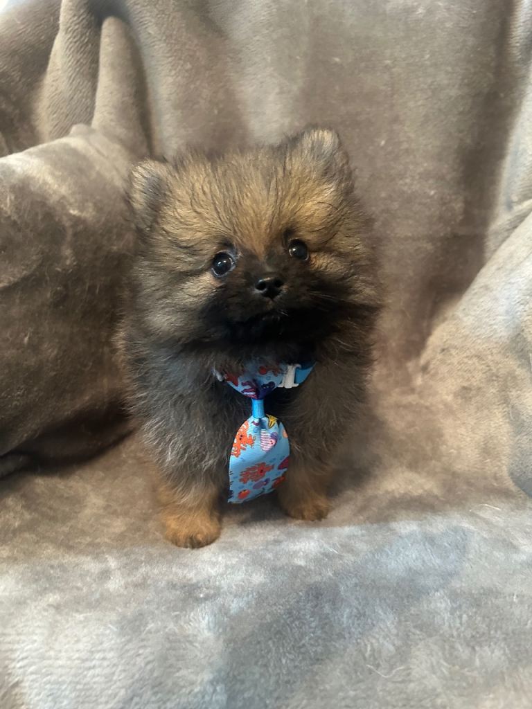 *Reduced* Full Pomeranians puppies 