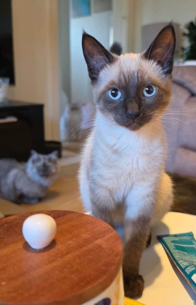 Kitten 