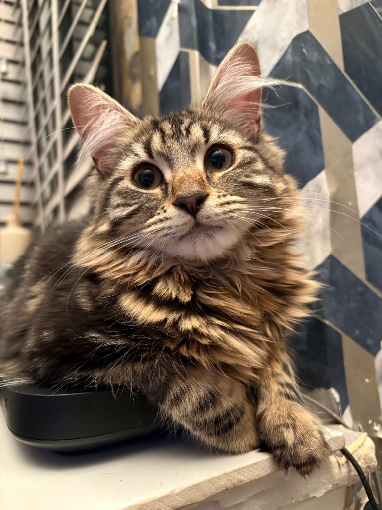 7 month old kitten - toffee 🍬
