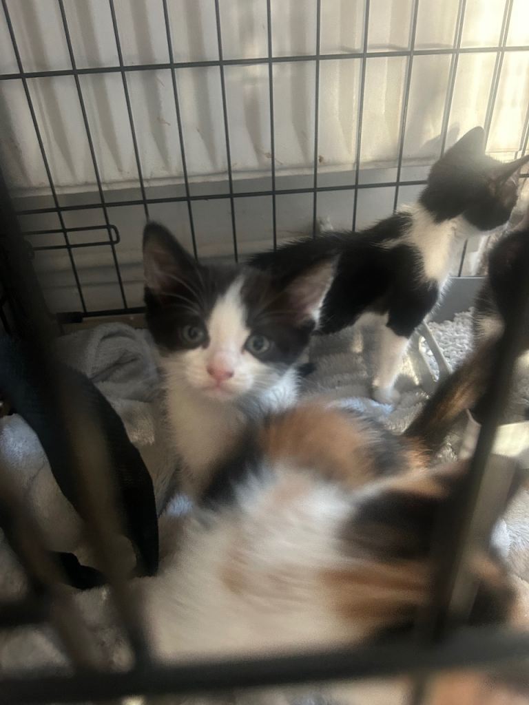 5 adorable kittens 