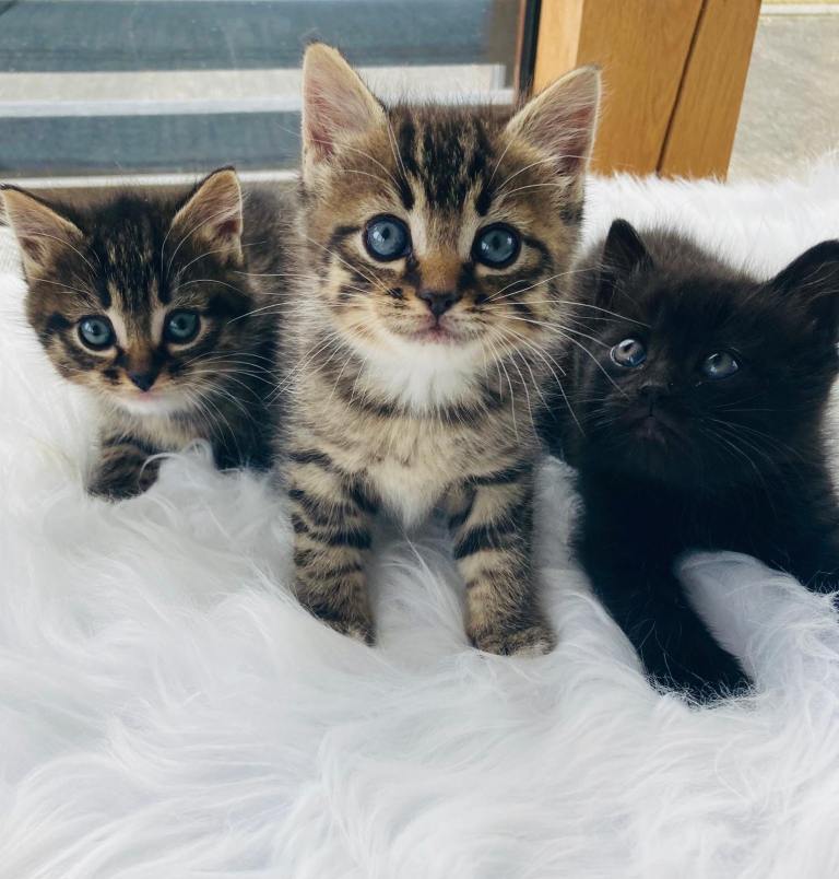  🩷Fluffy Kittens🩵