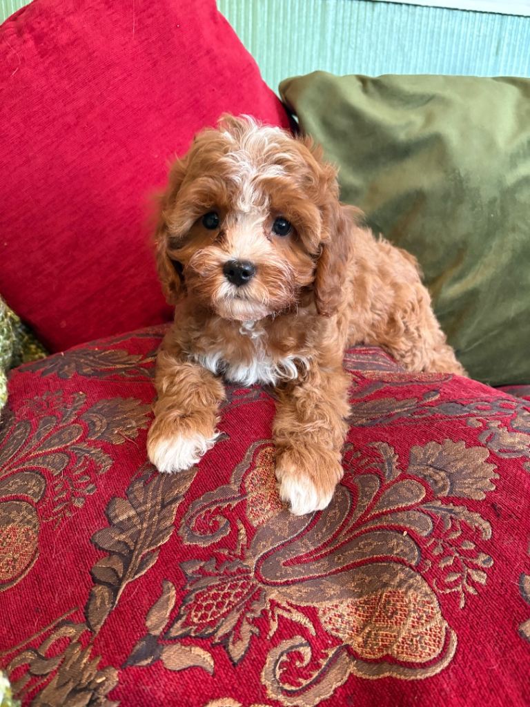 Adorable F1 DNA tested Cavapoo Puppies ready now