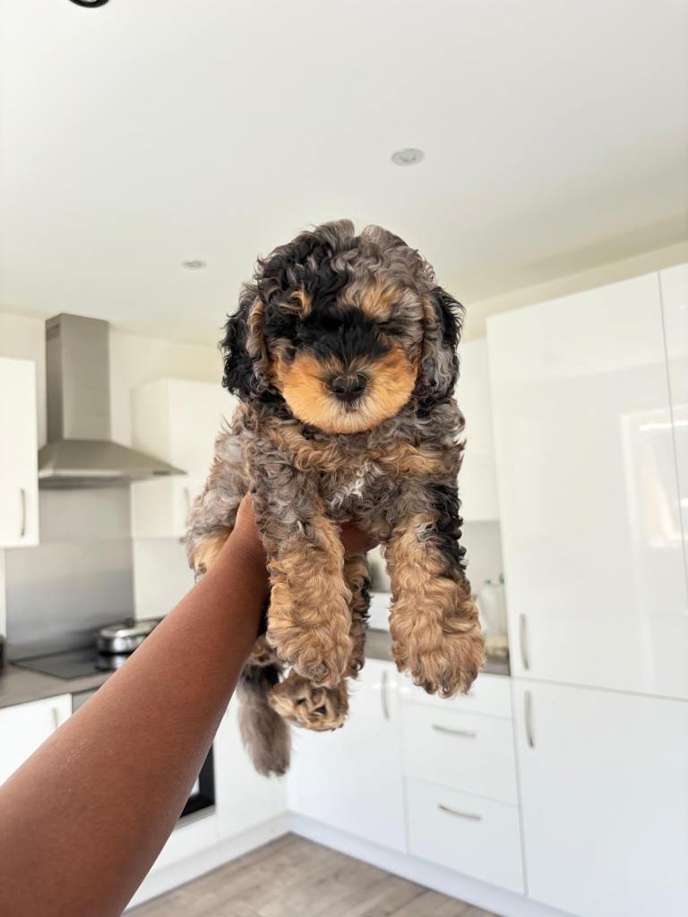 Adorable blue merle male cockapoo puppy