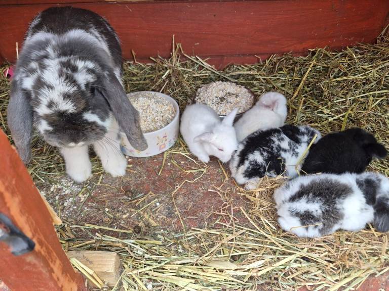 5 mini lop ear bunnies