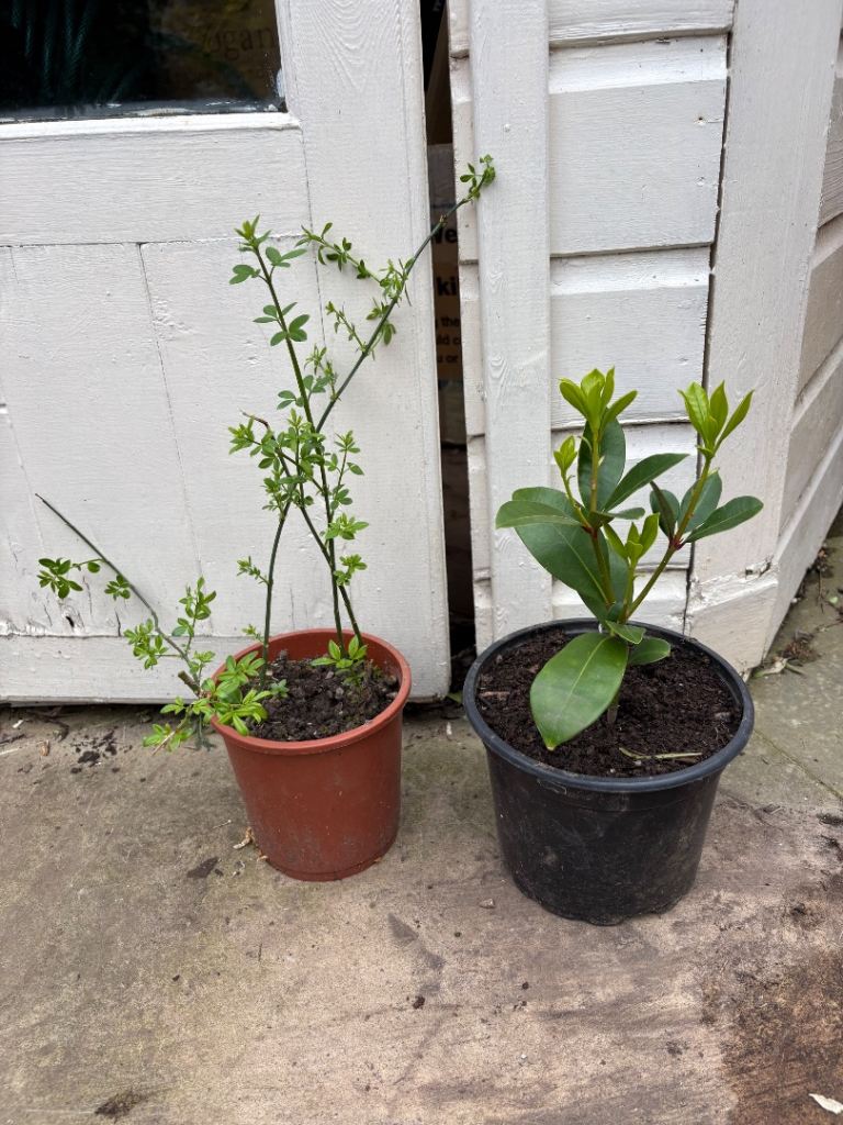 Winter Jasmine and Skimmia garden plant. £5 each. Collect Fulham