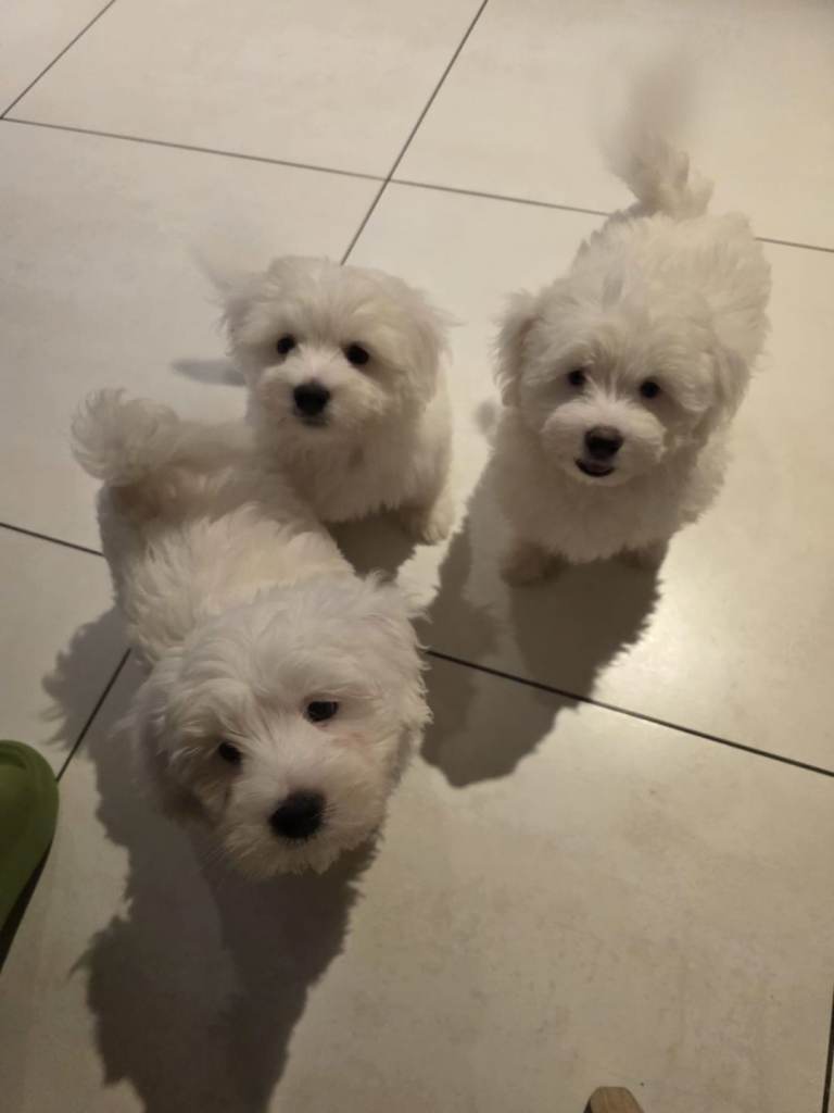 Bichon puppies 