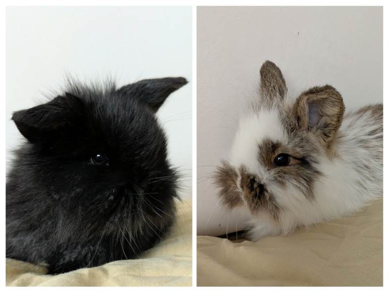 All Pending Collection-- All GIRLS mini lop x lion head Gorgeous Fluffy baby bunnies