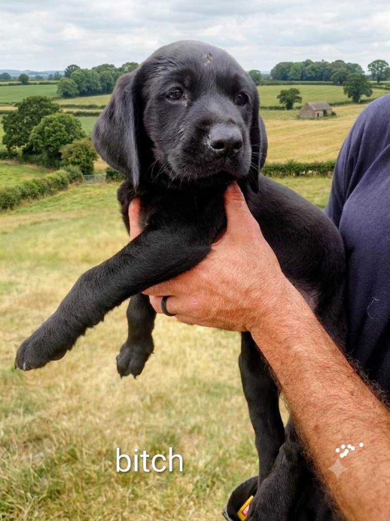 1 STUNNING LABRADOR PUPPY LEFT READY NOW 