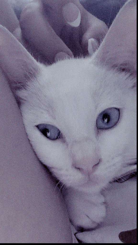 Pure white blue eyed boy