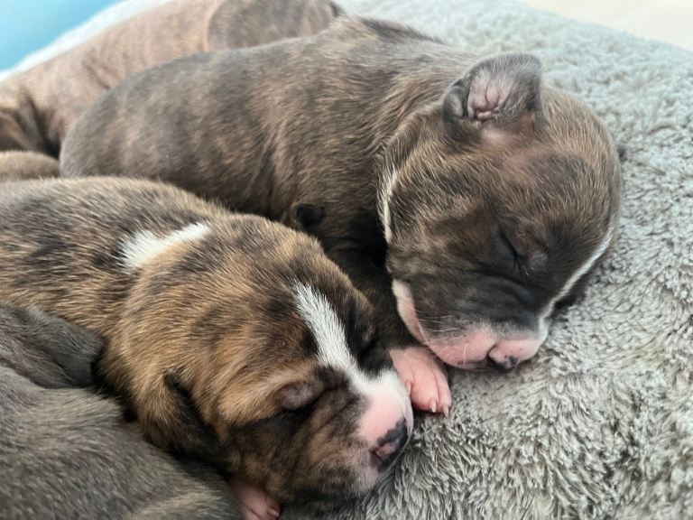 Puppies for sale 