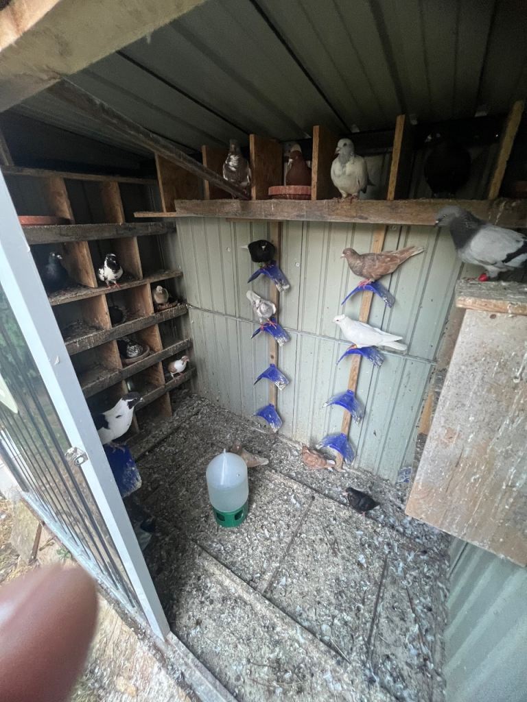 Pigeons