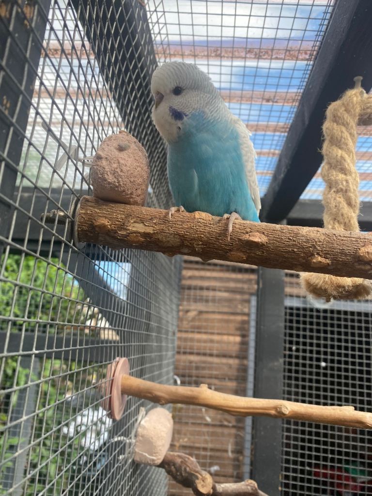 Baby budgies 