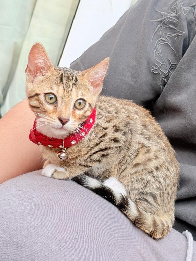 Beautiful bengal kitten