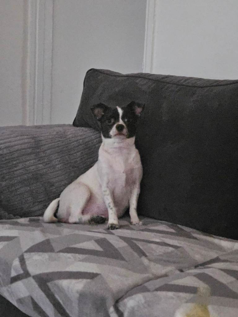 Chihuahua 