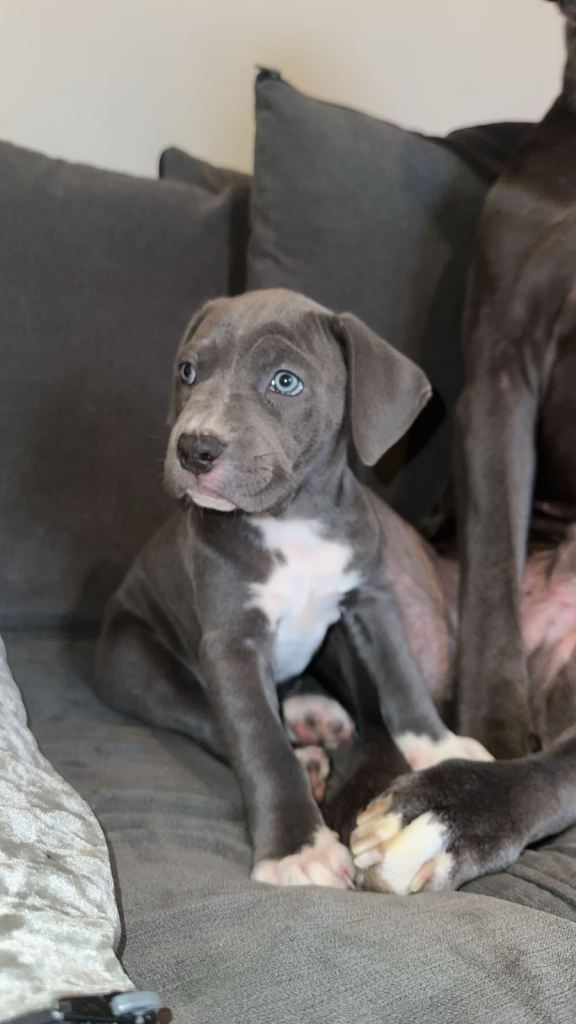 Female came corso cross puppy 