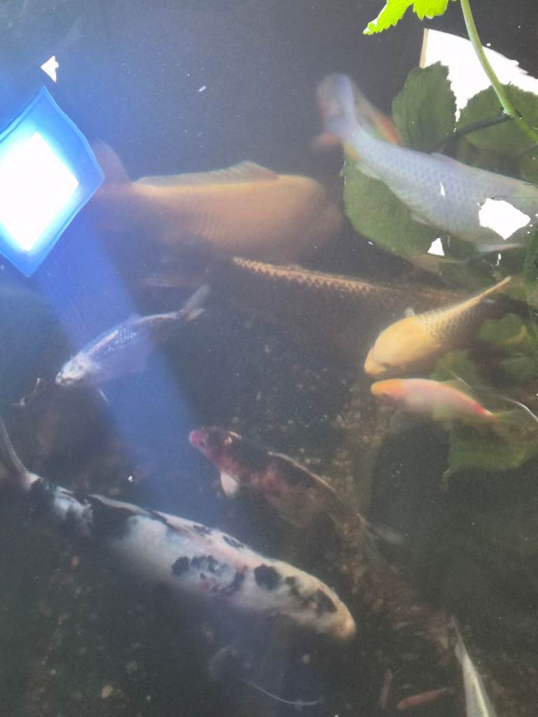Koi fish 