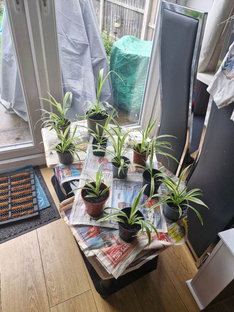 Healthy Spider Plant Babies in Pots – Ready to Grow