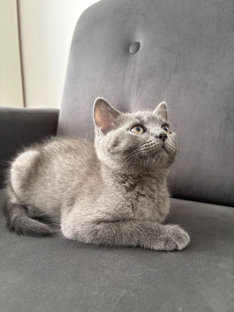 Gorgeous British Shorthair Boy - vaccinated & vet checks included