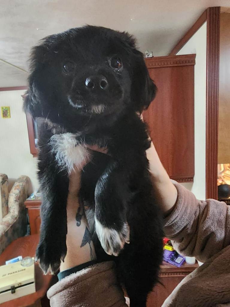 Furry puppies looking for new home 