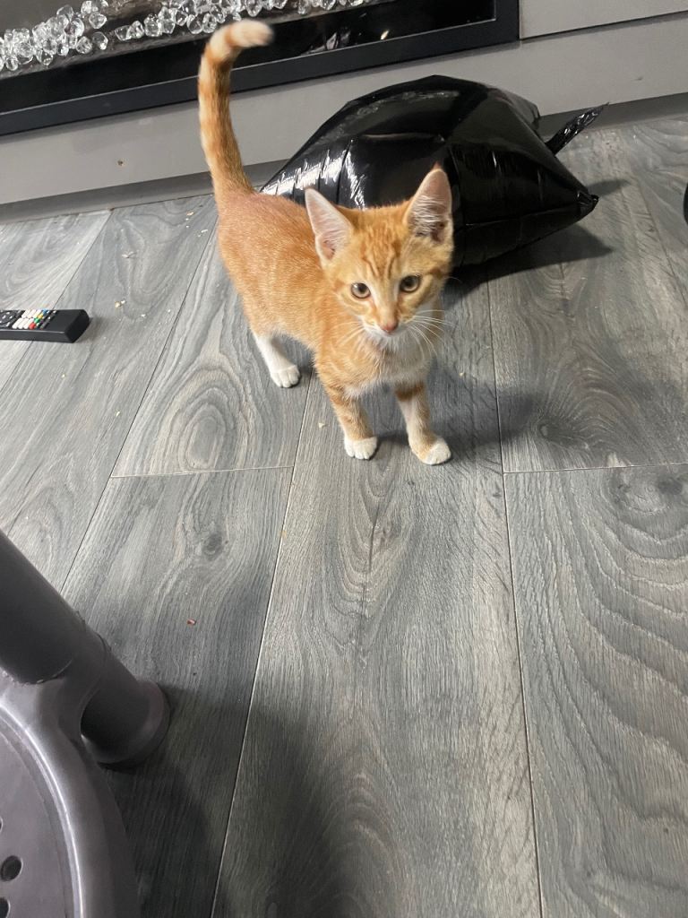 Cute ginger kitten for sale