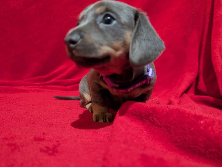 Miniature dashunds blue tan