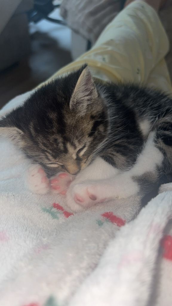 Female kitten 