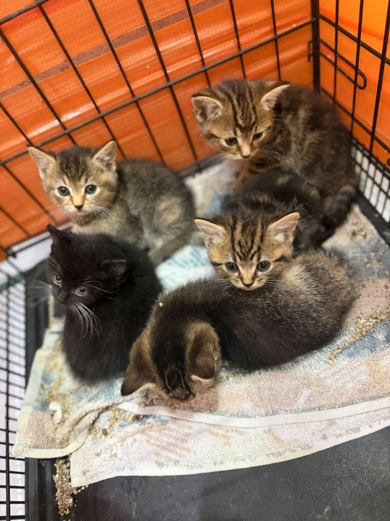 Beautiful kittens