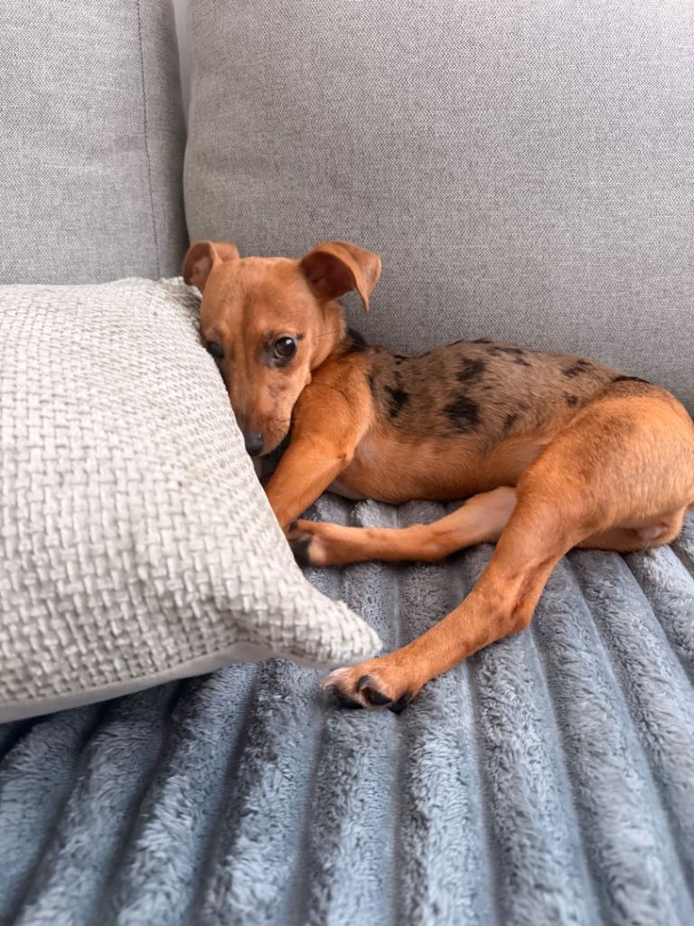 7 month old Jack russel 