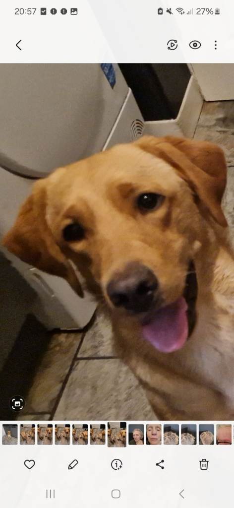 LABRADOR RETRIEVER EXCELLENT PEDIGREE KC REGISTERED FEMALE